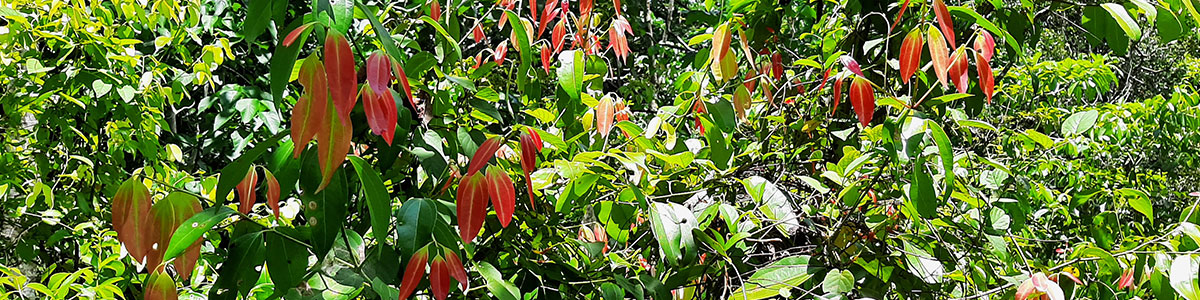 products-page-banner Ceylon Cinnamon Sticks