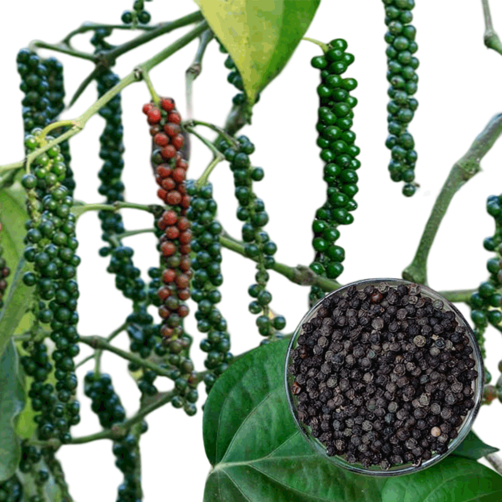 black pepper wholesale