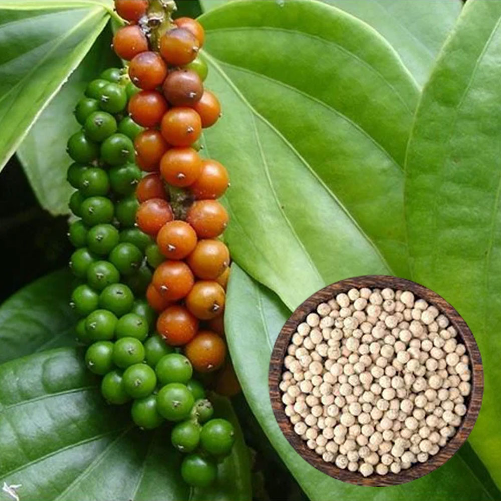 White Pepper