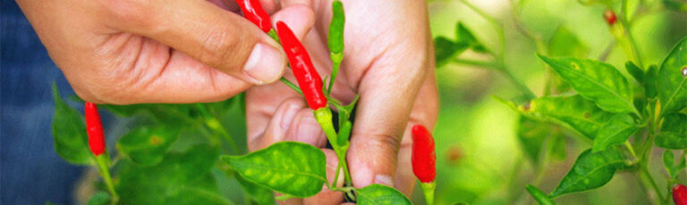 red chili harvest