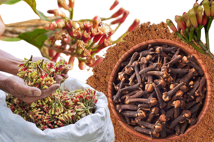cloves