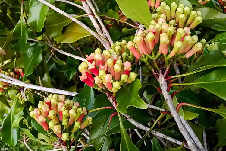 cloves