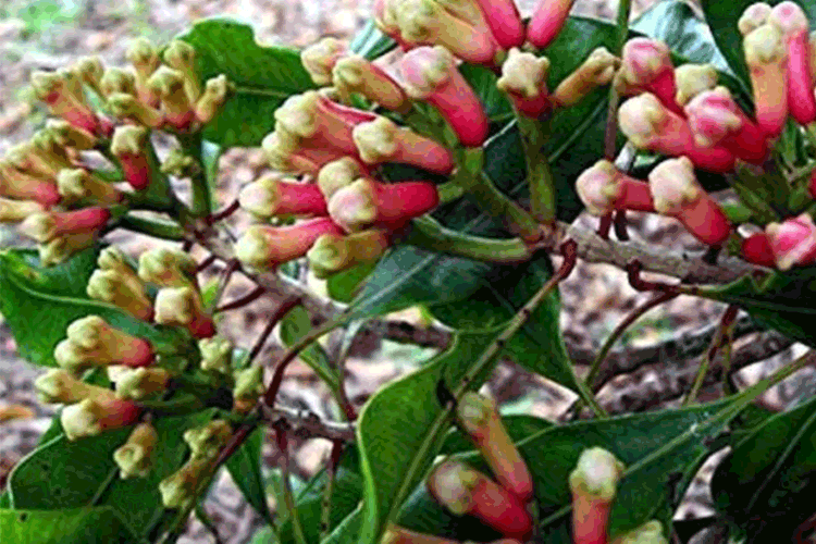 cloves