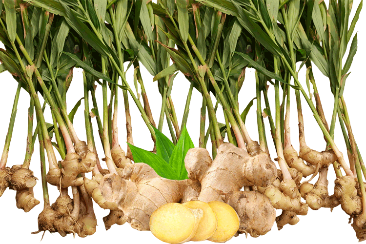 ginger