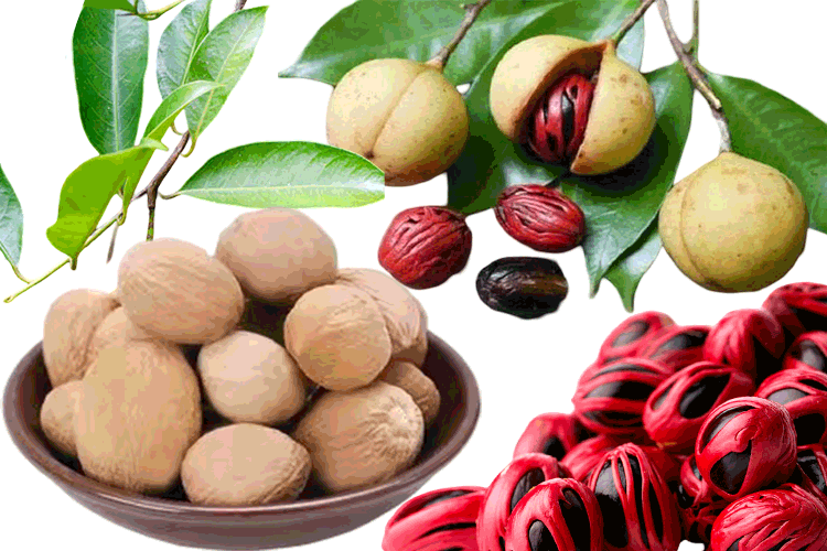 nutmeg and mace