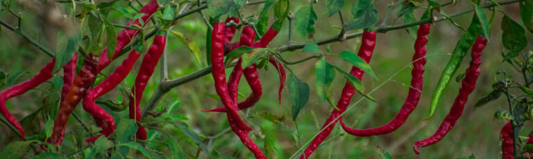 red chili