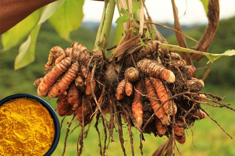 turmeric