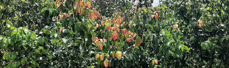 why ceylon cinnamon