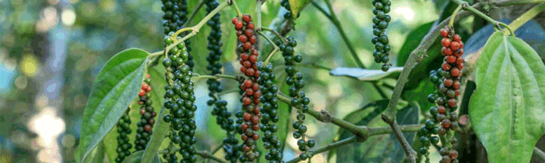 black peppercorns